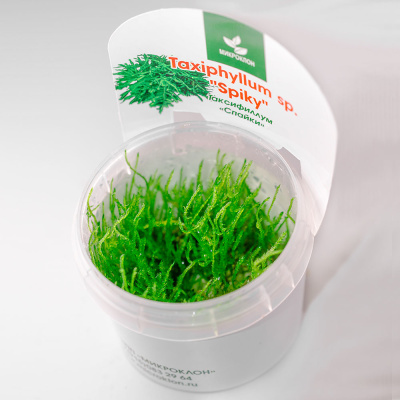 Мох Спайки (меристемное растение)	